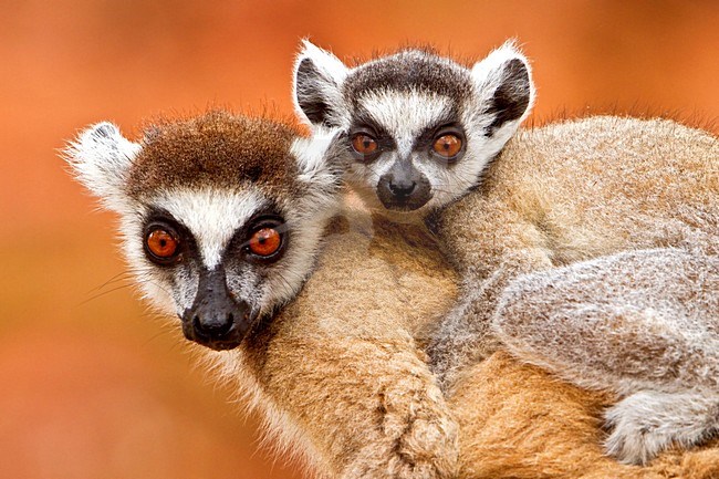 Ringstaartmaki met jong op rug, Ring-tailed Lemurwith young at back stock-image by Agami/Dubi Shapiro,