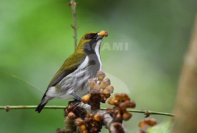 Olive-backed Flowerpecker (Prionochilus olivaceus) eating from berries along the Infanta Road, Luzon, in the Philippines. stock-image by Agami/Laurens Steijn,