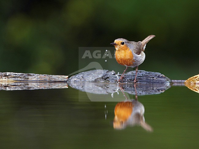 Roodborst; European Robin (Erithacus rubecula) Hungary May 2008 stock-image by Agami/Markus Varesvuo / Wild Wonders,