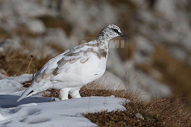 Adult male Rock Ptarmigan (Lagopus muta) of subspecies helvetica is standing in the fresh October snow in the Bavarian Karwendel Moluntains stock-image by Agami/Mathias Putze,