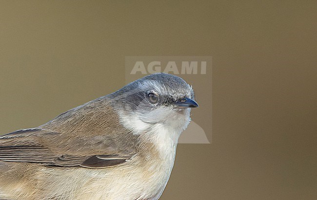 (Possible) Siberian Lesser Whitethroat (Sylvia althaea blythi) on Utsira, Norway. Caught and to be DNA tested. Also known as Curruca althaea blythi.. Subspecies of Hume's whitethroat. stock-image by Agami/Marc Guyt,