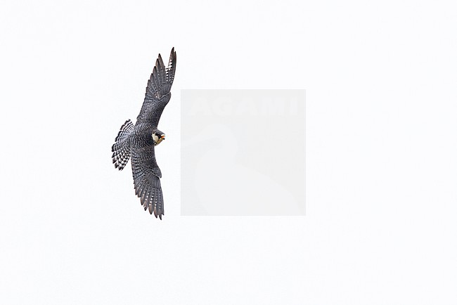 adult female amur falcon (falco amurensis) in flight, found near Khalk River in eastern Mongolia in Dornod Aimag stock-image by Agami/Mathias Putze,