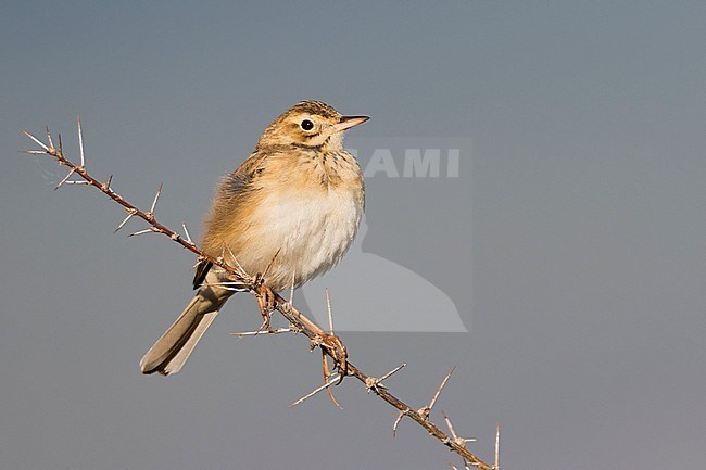 Richard's Pipit - Spornpieper - Anthus richardi ssp. richardi, Russia, adult stock-image by Agami/Ralph Martin,