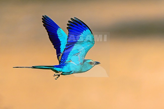 Adult Abyssinian Roller, Coracias abyssinicus, in flight in Senegal. Showing under wing pattern. stock-image by Agami/Dani Lopez-Velasco,