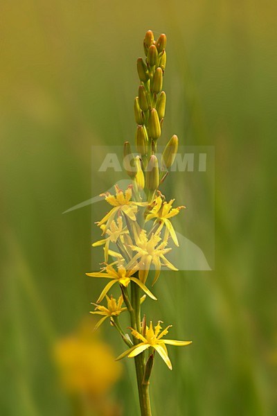 Closeup van bloeiende Beenbreek, Close-up of Bog asphodel flowers stock-image by Agami/Wil Leurs,