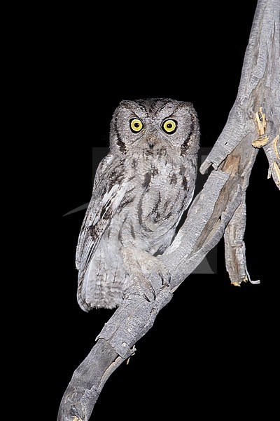 Adult Western Screech Owl (Megascops kennicottii)
Riverside Co., California, USA
April 2017 stock-image by Agami/Brian E Small,