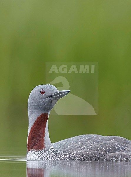 Red-throated Diver (Gavia stellata) Iceland June 2019 stock-image by Agami/Markus Varesvuo,