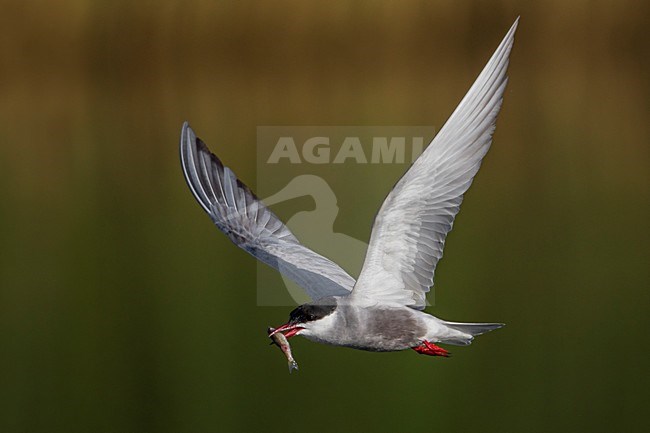 Witwangstern; Whiskered Tern; Chlidonias hybrida stock-image by Agami/Daniele Occhiato,