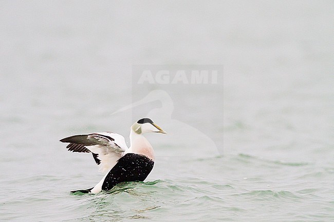 Common Eider, Somateria mollissima male flapping wings on sea surface stock-image by Agami/Menno van Duijn,