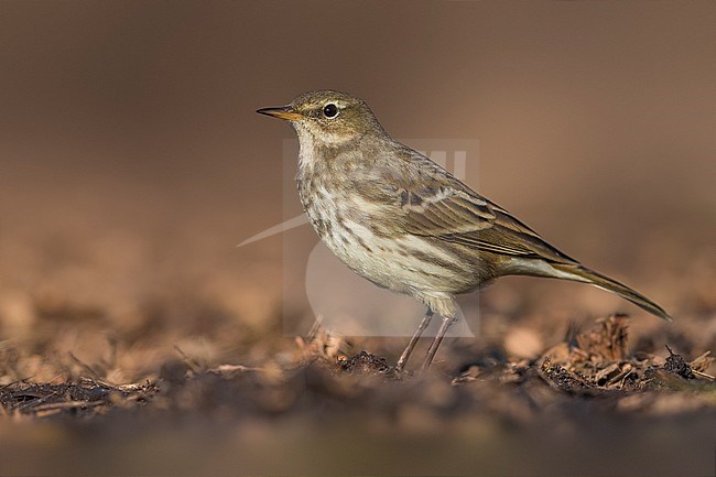 Water Pipit (Anthus spinoletta spinoletta) perched in gras stock-image by Agami/Daniele Occhiato,