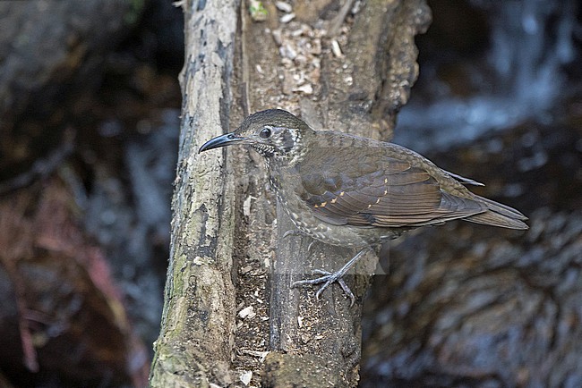 Dark-sided Thrush, Zoothera marginata, in Thailand. stock-image by Agami/Pete Morris,
