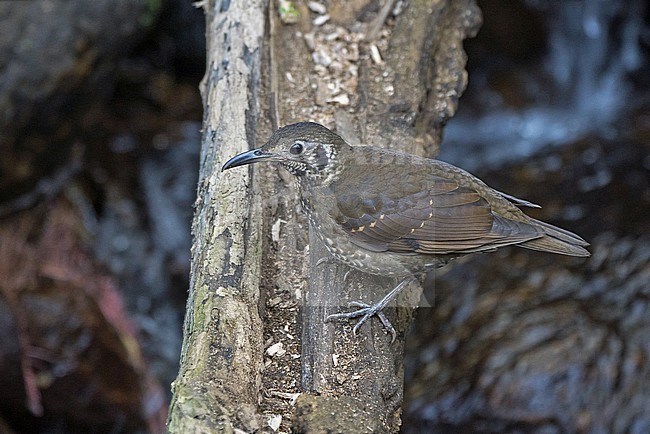 Dark-sided Thrush, Zoothera marginata, in Thailand. stock-image by Agami/Pete Morris,