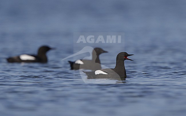 Adult summer plumaged Black Guillemot (Cepphus grylle grylle) at Hirsholmene in Denmark. Three birds swimming in the harbour. stock-image by Agami/Helge Sorensen,
