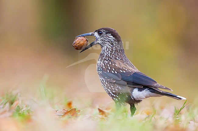 Very tame Spotted Nutcracker (Nucifraga caryocatactes macrorhynchos) standing on the ground in Wageningen, Netherlands. Carrying a walnut which the bird will try to hide for it’s winter storage. stock-image by Agami/Menno van Duijn,