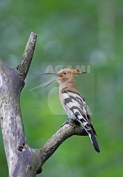 Hop roepend; Eurasian Hoopoe calling stock-image by Agami/Markus Varesvuo,