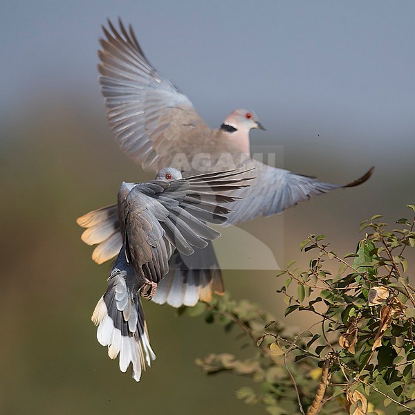 Side view of an adult Mourning Collared Dove (Streptopelia decipiens) in flight. Showing wings and tail. Gambia, Africa stock-image by Agami/Markku Rantala,
