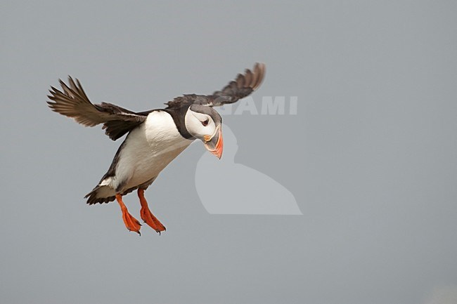 Papegaaiduiker vliegend; Atlantic Puffin flying stock-image by Agami/Han Bouwmeester,