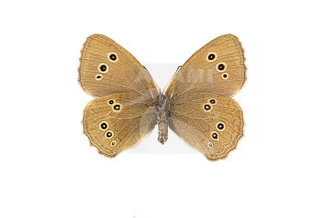 Ringlet, Koevinkje, Aphantopus hyperantus stock-image by Agami/Wil Leurs,
