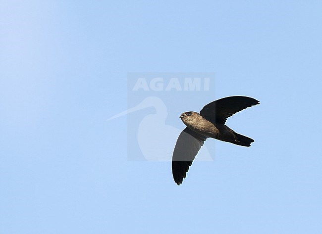 Edible-nest swiftlet (Aerodramus fuciphagus vestitus), on Sumatra, Indonesia. Also known as the white-nest swiftlet. stock-image by Agami/James Eaton,
