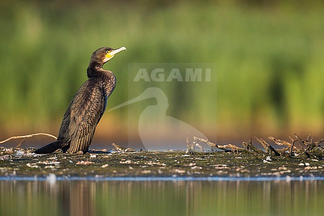 Common Great Cormorant (Phalacrocorax carbo ssp. sinensis), Germany, 1st summer stock-image by Agami/Ralph Martin,