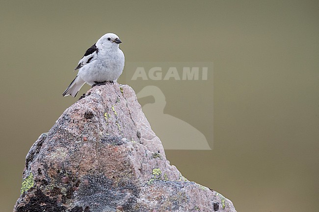 Snow Bunting (Plectrophenax nivalis) sitting on a rock in its breeding habitat in Norway. stock-image by Agami/Marcel Burkhardt,