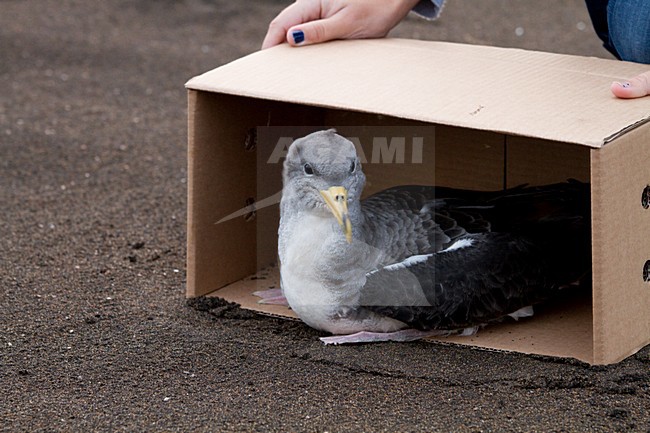 Kuhls pijlstormvogel in gevangenschap, Cory's Shearwater in captivity stock-image by Agami/Menno van Duijn,