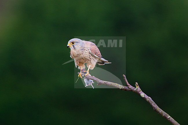 Torenvalk mannetje zittend met prooi; Common Kestrel male perched with prey stock-image by Agami/Menno van Duijn,