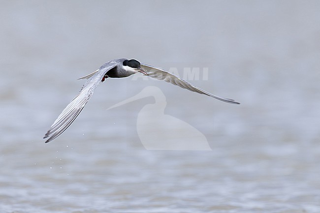 adult whiskered tern (chlidonias hybrida) in breeding plumage in flight carrying a small fish,, found at Buir Lake (Buir Nuur) in Dornod Aimag in Mongolia stock-image by Agami/Mathias Putze,
