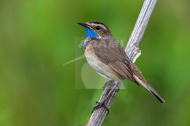 Red-spotted Bluethroat, Roodgesterde Blauwborst stock-image by Agami/Daniele Occhiato,