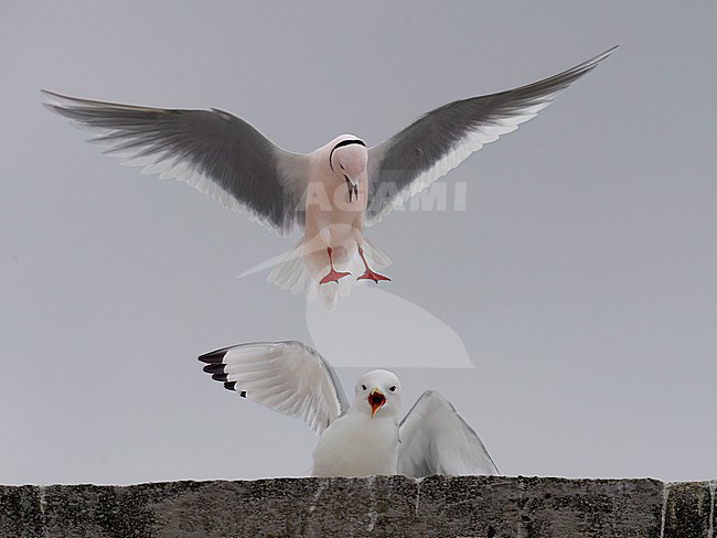 Close-up of an adult male Ross's Gull (Rhodostethia rosea) attacking an adult Black-legged Kittiwake (Rissa tridactyla) stock-image by Agami/Markku Rantala,