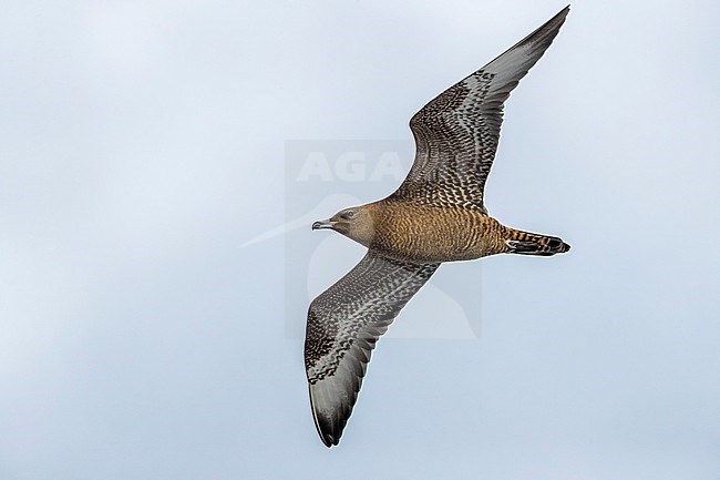 Immature Pomarine Jaeger flying over Westkapelle, NL. November 2016. stock-image by Agami/Vincent Legrand,