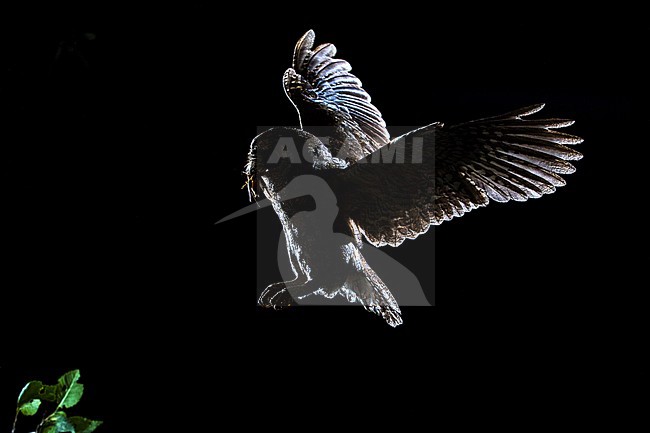 Eurasian Scops-Owl, Dwergooruil, Otus scops stock-image by Agami/Oscar Díez,