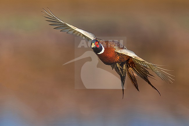 Male Common Pheasant (Phasianus colchicus) in Italy. stock-image by Agami/Daniele Occhiato,