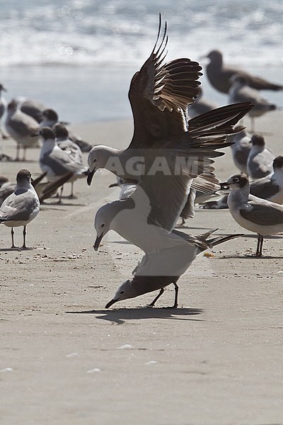 Birds of Peru, mating Grey Gulls on the beach. stock-image by Agami/Dubi Shapiro,