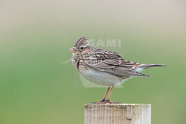 Male North-western Eurasian Skylark sitting on a pool in North Ronaldsay, Scotland. May 2017. stock-image by Agami/Vincent Legrand,