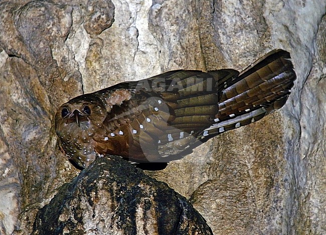 Oilbird (Steatornis caripensis) perched in a cave stock-image by Agami/Pete Morris,