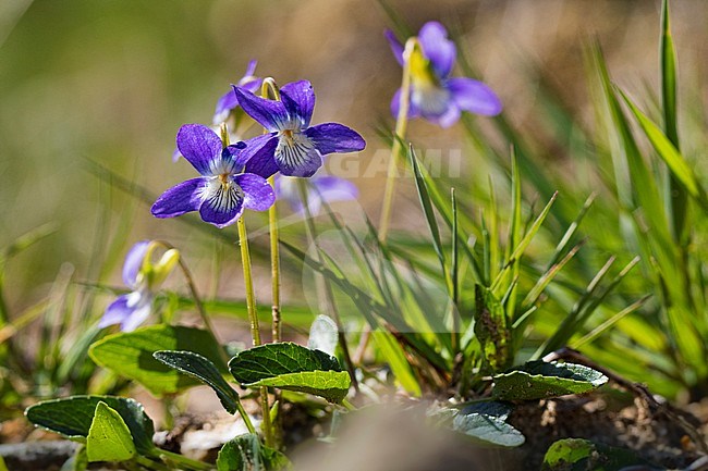 Heath Dog-violet, Viola canina stock-image by Agami/Wil Leurs,