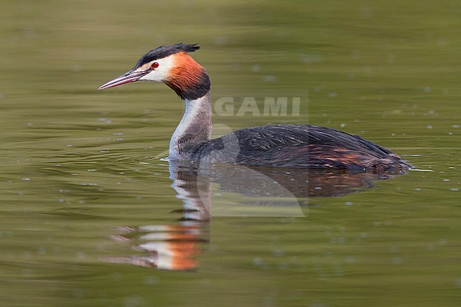 Great Crested Grebe (Podiceps cristatus), side view of an adult swimming in a lake. stock-image by Agami/Saverio Gatto,