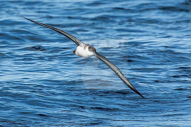 Great Shearwater (Ardenna gravis) off the Isles of Scillies, Cornwall, England. stock-image by Agami/Martijn Verdoes,