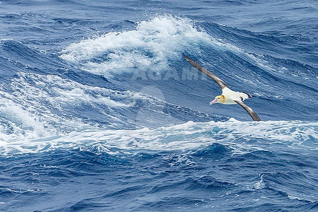 Short-tailed Albatross (Phoebastria albatrus) at sea off Torishima island, Japan. Also known as Steller's albatross. stock-image by Agami/Marc Guyt,