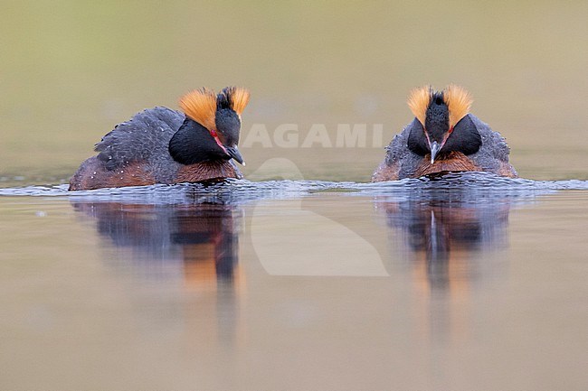 Horned Grebe (Podiceps auritus), two individuals swimming, Northwestern Region, Iceland stock-image by Agami/Saverio Gatto,