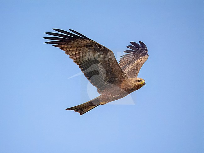Black Kite, Milvus migrans stock-image by Agami/Hans Germeraad,