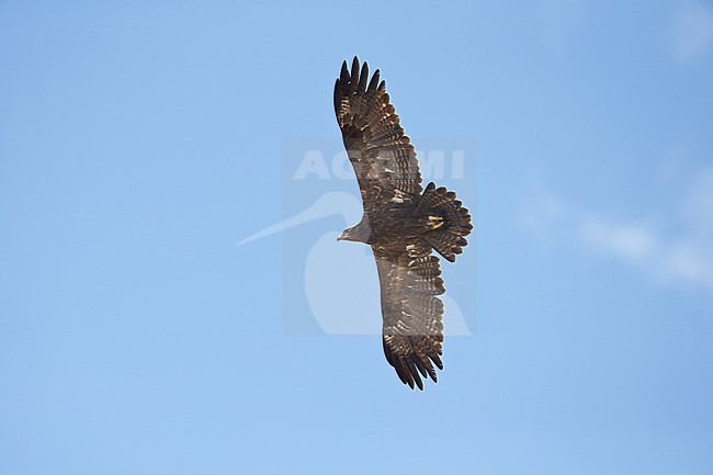 adult steppe eagle (Aquila nipalensis) in the blue sky above Sanetti Plateau at Bale Mountains in Ethiopia stock-image by Agami/Mathias Putze,