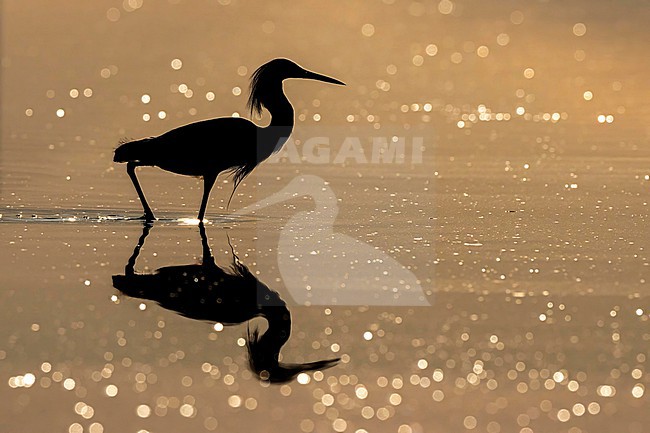 Snowy Egret (Egretta thula) hunting in morning light in Florida USA. stock-image by Agami/Marcel Burkhardt,