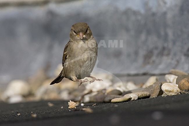 House Sparrow jumping; Huismus hippend stock-image by Agami/Marc Guyt,