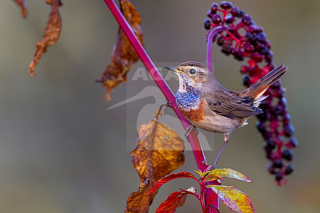 White-spotted Bluethroat (Luscinia svecica) in Italy. stock-image by Agami/Daniele Occhiato,