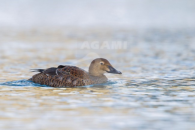 First-winter female King Eider (Somateria spectabilis)  swimming in harbour of arctic Norway during winter. stock-image by Agami/Ralph Martin,