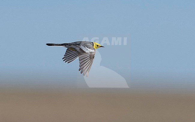 Side view of an adult male Citrine Wagtail (Motacilla citreola) in flight. Mongolia stock-image by Agami/Markku Rantala,
