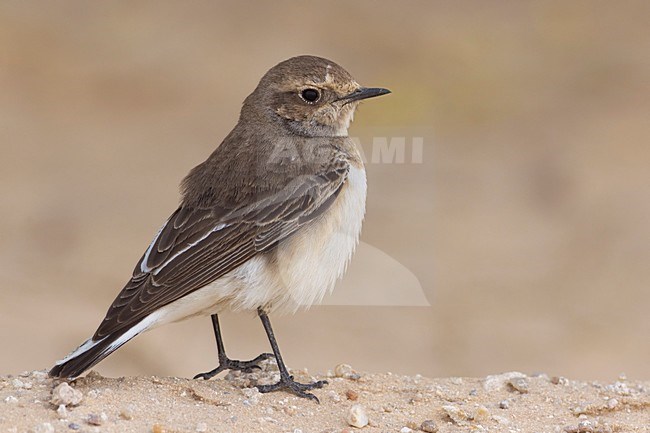 Bonte Tapuit, Pied Wheatear stock-image by Agami/Daniele Occhiato,