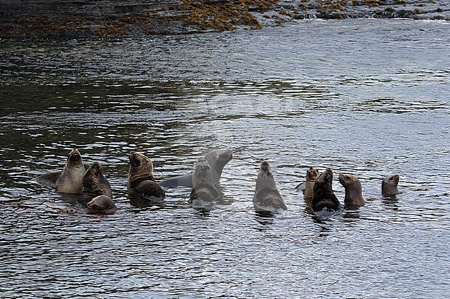 A bunch of Southern Sea Lions in shallow water stock-image by Agami/Jacques van der Neut,